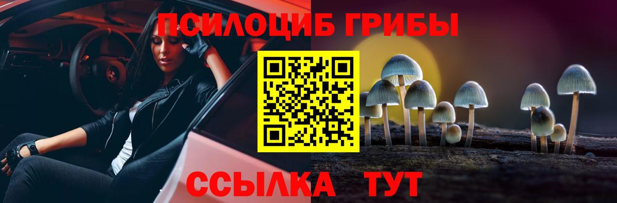 Галлюциногенные грибы Psilocybe Белгород